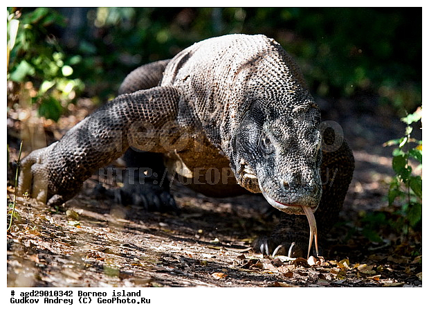 Varanus komodoensis, ���������, ��������� �����, ������ �����, �����, ��������, ��������, ��������������, ��������������, ��������, ��������, �������, �������, XYZ, ���������, Varanidae, ��������� �����, ���������� ������������� �����, ����������� �����, Varanus komodoensis