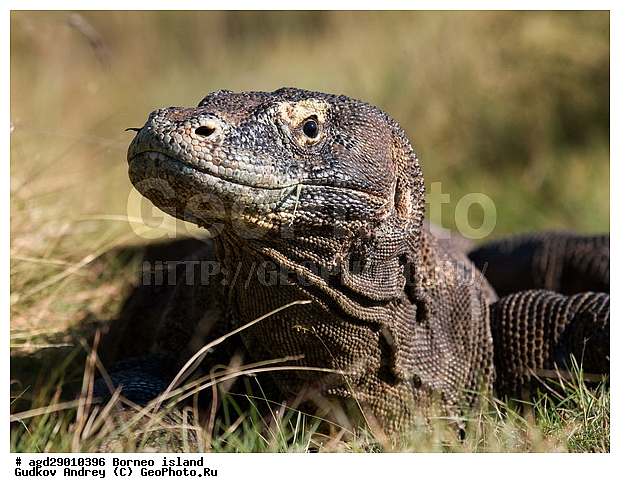 Varanus komodoensis, ���������, ��������� �����, ������ �����, �����, ��������, ��������, ��������������, ��������������, ��������, ��������, �������, �������, XYZ, ���������, Varanidae, ��������� �����, ���������� ������������� �����, ����������� �����, Varanus komodoensis