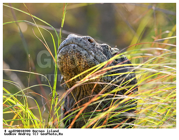 Varanus komodoensis, ���������, ��������� �����, ������ �����, �����, ��������, ��������, ��������������, ��������������, ��������, ��������, �������, �������, XYZ, ���������, Varanidae, ��������� �����, ���������� ������������� �����, ����������� �����, Varanus komodoensis