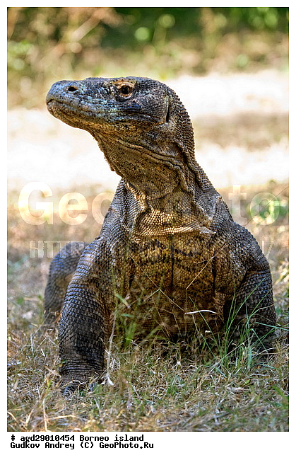 Varanus komodoensis, ���������, ��������� �����, ������ �����, �����, ��������, ��������, ��������������, ��������������, ��������, ��������, �������, �������, XYZ, ���������, Varanidae, ��������� �����, ���������� ������������� �����, ����������� �����, Varanus komodoensis