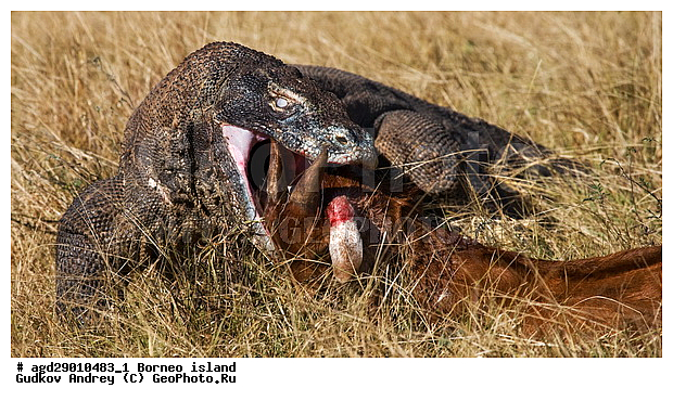 Varanus komodoensis, ���������, ��������� �����, ������ �����, ������, ���, �����, �����, ��������, ��������, ��������������, ��������������, ��������, ��������, �������, �������, XYZ, ���������, Varanidae, ��������� �����, ���������� ������������� �����, ����������� �����, Varanus komodoensis