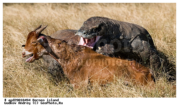 Varanus komodoensis, ���������, ��������� �����, ������ �����, ������, ���, �����, �����, ��������, ��������, ��������������, ��������������, ��������, ��������, �������, �������, XYZ, ���������, Varanidae, ��������� �����, ���������� ������������� �����, ����������� �����, Varanus komodoensis