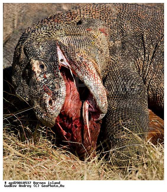 Varanus komodoensis, ���������, ��������� �����, ������ �����, ������, ���, �����, �����, ��������, ��������, ��������������, ��������������, ��������, ��������, �������, �������, XYZ, ���������, Varanidae, ��������� �����, ���������� ������������� �����, ����������� �����, Varanus komodoensis