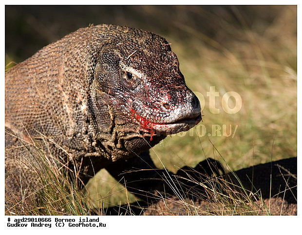Varanus komodoensis, ���������, ��������� �����, ������ �����, ������, ���, �����, �����, ��������, ��������, ��������������, ��������������, ��������, ��������, �������, �������, XYZ, ���������, Varanidae, ��������� �����, ���������� ������������� �����, ����������� �����, Varanus komodoensis