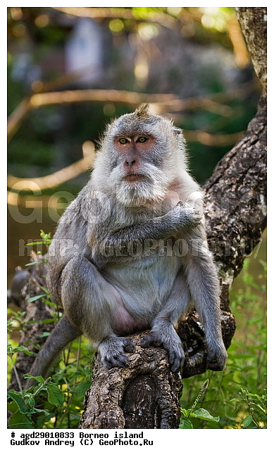 ���������, ��������, ������ ����, ���� �������, ��������, ��������, �������������, �������������, �����, �����, ��������, ��������, �����������, Cercopithecidae, �����-�������, �������� �����, Macaca fascicularis