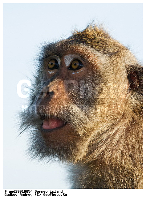 ���������, ��������, ������ ����, ���� �������, ������, ����, �����, ������, ��������, ��������, ��������, �������������, �������������, �����, �����, ��������, ��������, �����������, Cercopithecidae, �����-�������, �������� �����, Macaca fascicularis