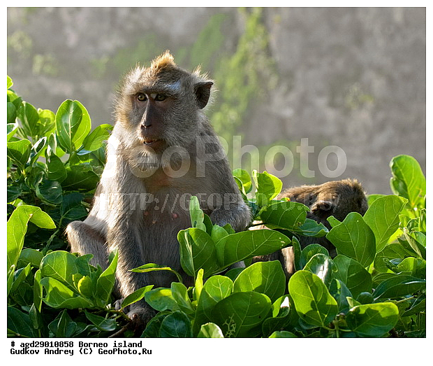 ���������, ��������, ������ ����, ���� �������, ��������, ��������, �������������, �������������, �����, �����, ��������, ��������, �����������, Cercopithecidae, �����-�������, �������� �����, Macaca fascicularis