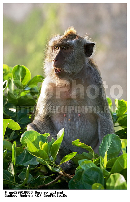 ���������, ��������, ������ ����, ���� �������, ��������, ��������, �������������, �������������, �����, �����, ��������, ��������, �����������, Cercopithecidae, �����-�������, �������� �����, Macaca fascicularis