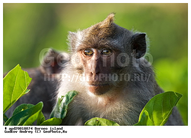 ���������, ��������, ������ ����, ���� �������, ��������, ��������, �������������, �������������, �����, �����, ��������, ��������, �����������, Cercopithecidae, �����-�������, �������� �����, Macaca fascicularis