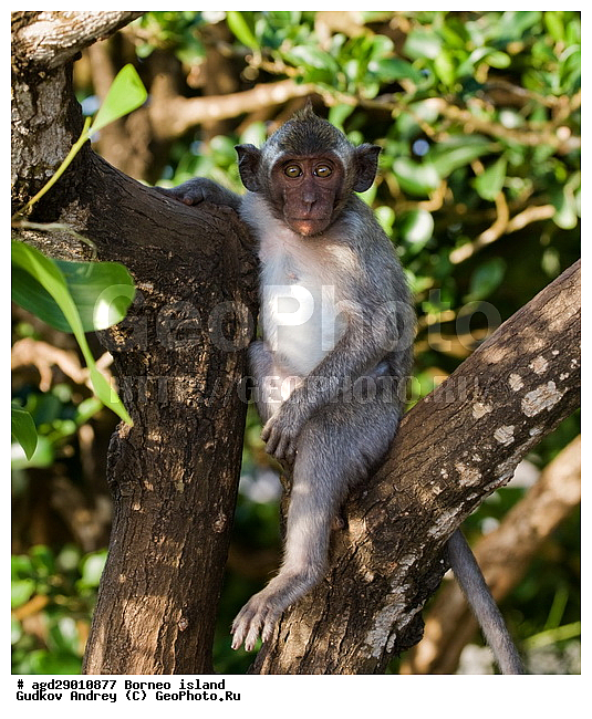 ���������, ��������, ������ ����, ���� �������, ��������, ��������, �������������, �������������, �����, �����, ��������, ��������, �����������, Cercopithecidae, �����-�������, �������� �����, Macaca fascicularis