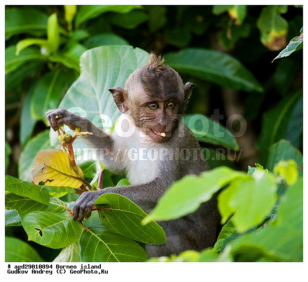 ���������, ��������, ������ ����, ���� �������, ��������, ��������, �������������, �������������, �����, �����, ��������, ��������, �����������, Cercopithecidae, �����-�������, �������� �����, Macaca fascicularis