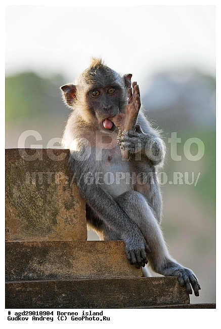 ���������, ��������, ������ ����, ���� �������, ��������, ��������, �������������, �������������, �����, �����, ��������, ��������, �����������, Cercopithecidae, �����-�������, �������� �����, Macaca fascicularis