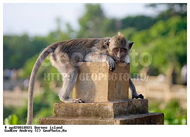 ���������, ��������, ������ ����, ���� �������, ��������, ��������, �������������, �������������, �����, �����, ��������, ��������, �����������, Cercopithecidae, �����-�������, �������� �����, Macaca fascicularis