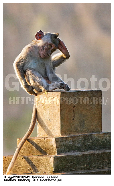 ���������, ��������, ������ ����, ���� �������, ��������, ��������, �������������, �������������, �����, �����, ��������, ��������, �����������, Cercopithecidae, �����-�������, �������� �����, Macaca fascicularis