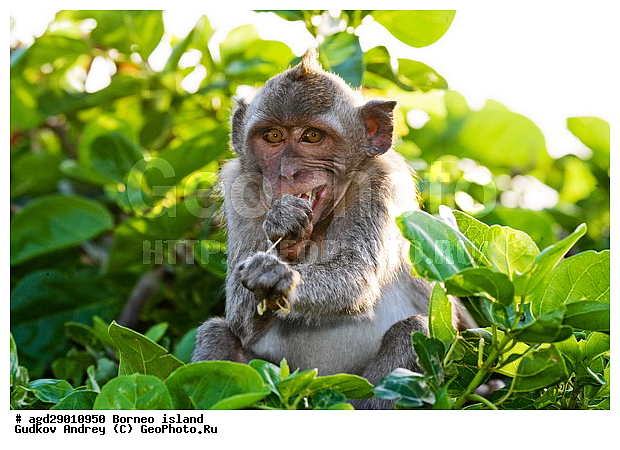 ���������, ��������, ������ ����, ���� �������, ��������, ��������, �������������, �������������, �����, �����, ��������, ��������, �����������, Cercopithecidae, �����-�������, �������� �����, Macaca fascicularis