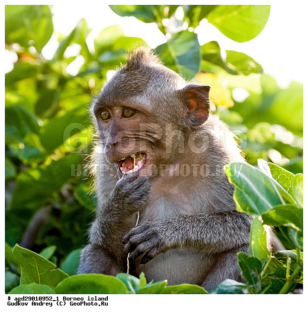 ���������, ��������, ������ ����, ���� �������, ��������, ��������, �������������, �������������, �����, �����, ��������, ��������, �����������, Cercopithecidae, �����-�������, �������� �����, Macaca fascicularis