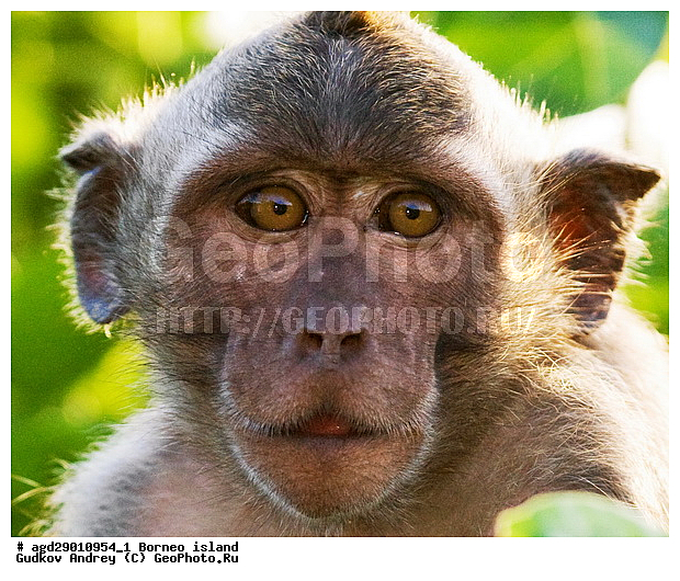 ���������, ��������, ������ ����, ���� �������, ������, ����, �����, ������, ��������, ��������, ��������, �������������, �������������, �����, �����, ��������, ��������, �����������, Cercopithecidae, �����-�������, �������� �����, Macaca fascicularis