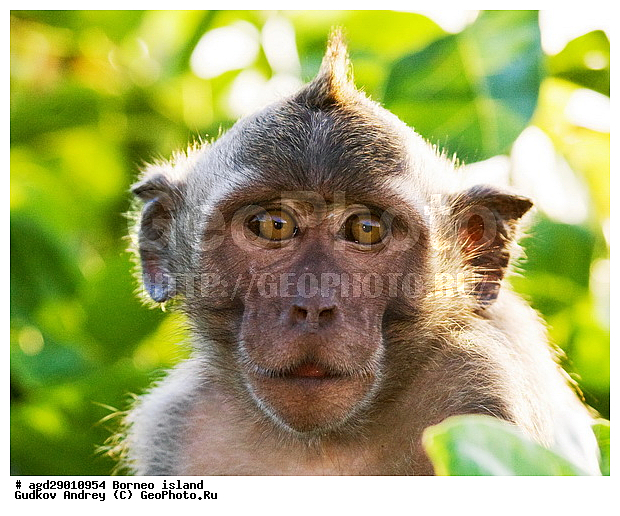 ���������, ��������, ������ ����, ���� �������, ��������, ��������, �������������, �������������, �����, �����, ��������, ��������, �����������, Cercopithecidae, �����-�������, �������� �����, Macaca fascicularis