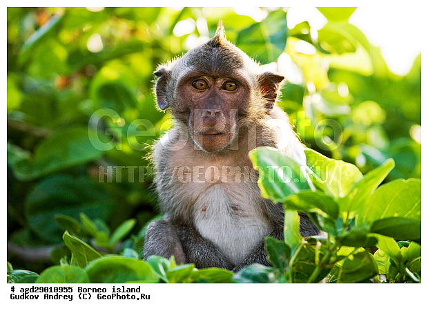 ���������, ��������, ������ ����, ���� �������, ��������, ��������, �������������, �������������, �����, �����, ��������, ��������, �����������, Cercopithecidae, �����-�������, �������� �����, Macaca fascicularis