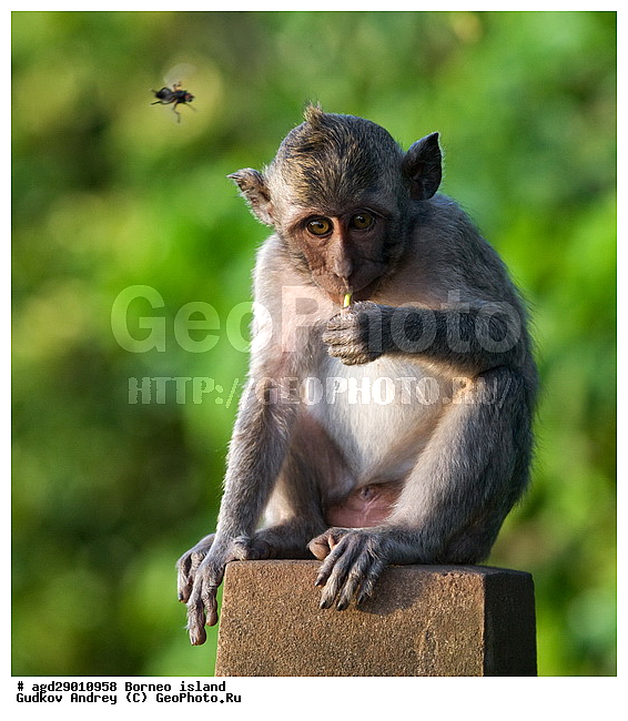 ���������, ��������, ������ ����, ���� �������, ��������, ��������, �������������, �������������, �����, �����, ��������, ��������, �����������, Cercopithecidae, �����-�������, �������� �����, Macaca fascicularis