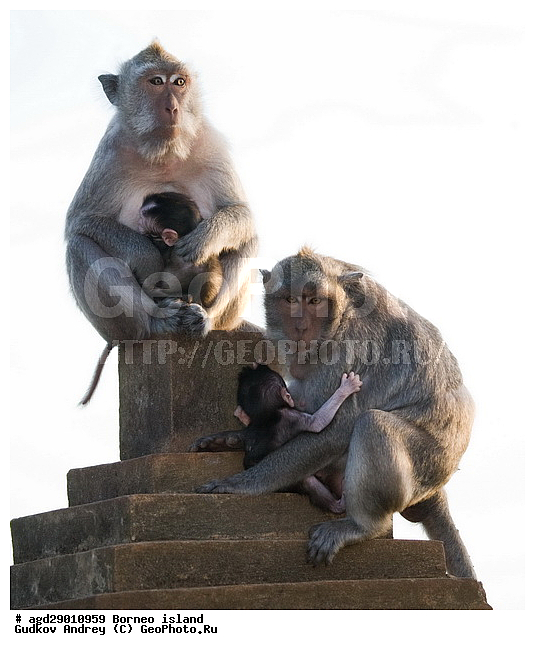 ����, ���������, ���� ��������, ���� �������, ��������, ��������, ��������, �������������, �������������, �����, �����, ��������, ��������, �����������, Cercopithecidae, �����-�������, �������� �����, Macaca fascicularis