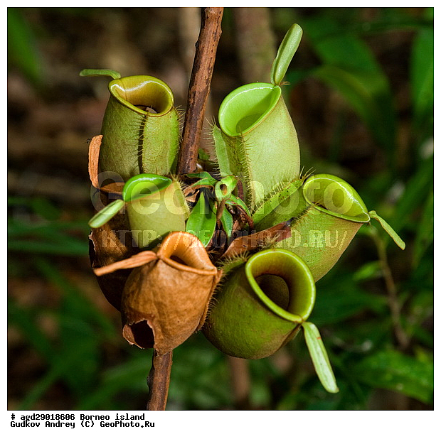 Danau Buaya, ������, �������, ���������, ������ Leakey, ����� Danau Buaya, �������
