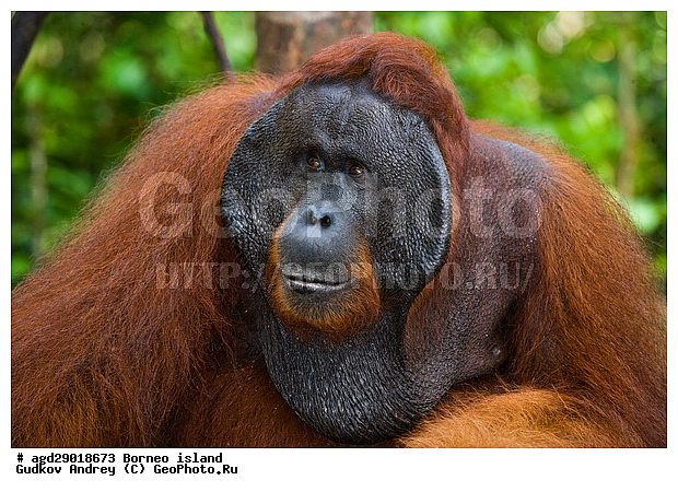 Pongo pygmaeus, ������, ���������, ������ Leakey, ����� Danau Buaya, ��������, ���������, ��������, ��������, �������������, �������������, �����, �����, ��������, Hominidae, ���������� ���������, �������������� ���������, Pongo pygmaeus,  Pithecus wallichii, Pithecus wallacei, ��������, ��������, XYZ