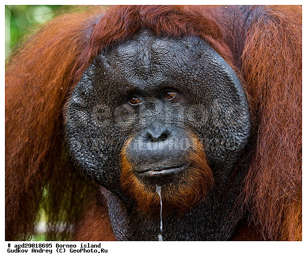 Pongo pygmaeus, ������, ���������, ������ Leakey, ����� Danau Buaya, ��������, ���������, ��������, ��������, �������������, �������������, �����, �����, ��������, Hominidae, ���������� ���������, �������������� ���������, Pongo pygmaeus,  Pithecus wallichii, Pithecus wallacei, ��������, ��������, XYZ