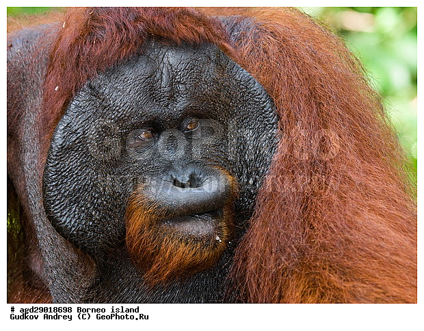 Pongo pygmaeus, ������, ���������, ������ Leakey, ����� Danau Buaya, ��������, ���������, ��������, ��������, �������������, �������������, �����, �����, ��������, Hominidae, ���������� ���������, �������������� ���������, Pongo pygmaeus,  Pithecus wallichii, Pithecus wallacei, ��������, ��������, XYZ