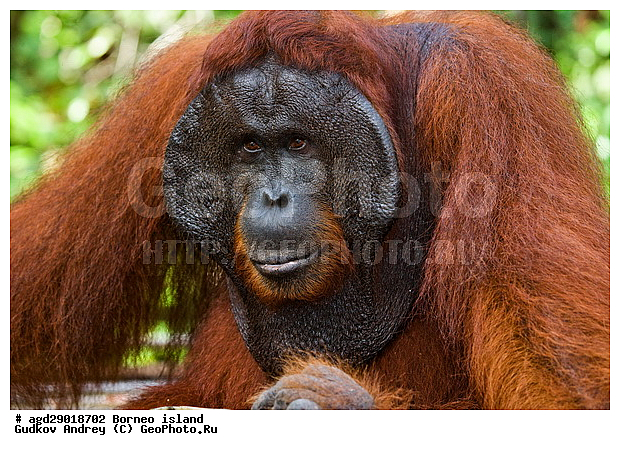 Pongo pygmaeus, ������, ���������, ������ Leakey, ����� Danau Buaya, ��������, ���������, ��������, ��������, �������������, �������������, �����, �����, ��������, Hominidae, ���������� ���������, �������������� ���������, Pongo pygmaeus,  Pithecus wallichii, Pithecus wallacei, ��������, ��������, XYZ