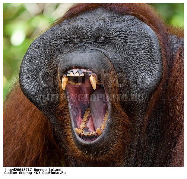 Pongo pygmaeus, ������, ���������, ������ Leakey, ����� Danau Buaya, ��������, ���������, ��������, ��������, �������������, �������������, �����, �����, ��������, Hominidae, ���������� ���������, �������������� ���������, Pongo pygmaeus,  Pithecus wallichii, Pithecus wallacei, ��������, ��������, XYZ