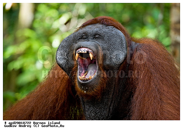 Pongo pygmaeus, ������, ���������, ������ Leakey, ����� Danau Buaya, ��������, ���������, ��������, ��������, �������������, �������������, �����, �����, ��������, Hominidae, ���������� ���������, �������������� ���������, Pongo pygmaeus,  Pithecus wallichii, Pithecus wallacei, ��������, ��������, XYZ