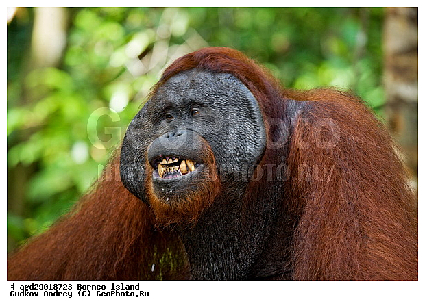 Pongo pygmaeus, ������, ���������, ������ Leakey, ����� Danau Buaya, ��������, ���������, ��������, ��������, �������������, �������������, �����, �����, ��������, Hominidae, ���������� ���������, �������������� ���������, Pongo pygmaeus,  Pithecus wallichii, Pithecus wallacei, ��������, ��������, XYZ
