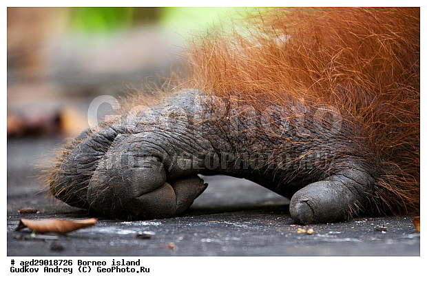 Pongo pygmaeus, ������, ���������, ������ Leakey, ����� Danau Buaya, ��������, ���������, ��������, ��������, �������������, �������������, �����, �����, ��������, Hominidae, ���������� ���������, �������������� ���������, Pongo pygmaeus,  Pithecus wallichii, Pithecus wallacei, ��������, ��������, XYZ