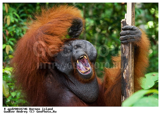 Pongo pygmaeus, ������, ���������, ������ Leakey, ����� Danau Buaya, ��������, ���������, ��������, ��������, �������������, �������������, �����, �����, ��������, Hominidae, ���������� ���������, �������������� ���������, Pongo pygmaeus,  Pithecus wallichii, Pithecus wallacei, ��������, ��������, XYZ