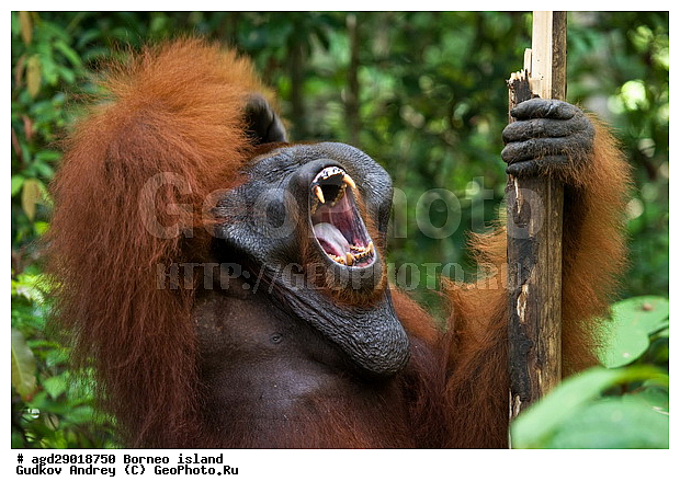 Pongo pygmaeus, ������, ���������, ������ Leakey, ����� Danau Buaya, ��������, ���������, ��������, ��������, �������������, �������������, �����, �����, ��������, Hominidae, ���������� ���������, �������������� ���������, Pongo pygmaeus,  Pithecus wallichii, Pithecus wallacei, ��������, ��������, XYZ