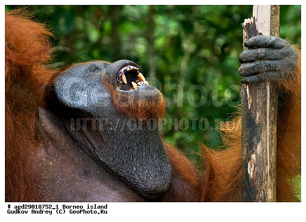 Pongo pygmaeus, ������, ���������, ������ Leakey, ����� Danau Buaya, ��������, ���������, ��������, ��������, �������������, �������������, �����, �����, ��������, Hominidae, ���������� ���������, �������������� ���������, Pongo pygmaeus,  Pithecus wallichii, Pithecus wallacei, ��������, ��������, XYZ