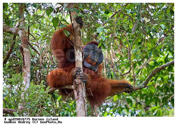 Pongo pygmaeus, ������, ���������, ������ Leakey, ����� Danau Buaya, ��������, ���������, ��������, ��������, �������������, �������������, �����, �����, ��������, Hominidae, ���������� ���������, �������������� ���������, Pongo pygmaeus,  Pithecus wallichii, Pithecus wallacei, ��������, ��������, XYZ