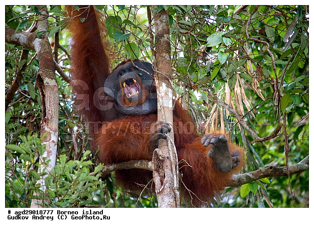 Pongo pygmaeus, ������, ���������, ������ Leakey, ����� Danau Buaya, ��������, ���������, ��������, ��������, �������������, �������������, �����, �����, ��������, Hominidae, ���������� ���������, �������������� ���������, Pongo pygmaeus,  Pithecus wallichii, Pithecus wallacei, ��������, ��������, XYZ