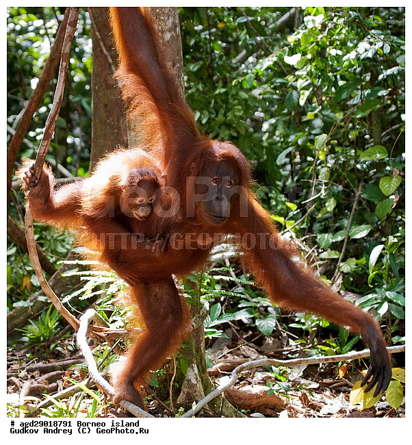 Pongo pygmaeus, ������, ���������, ������ Leakey, ����� Danau Buaya, ��������, ���������, ��������, ��������, �������������, �������������, �����, �����, ��������, Hominidae, ���������� ���������, �������������� ���������, Pongo pygmaeus,  Pithecus wallichii, Pithecus wallacei, ��������, ��������, XYZ