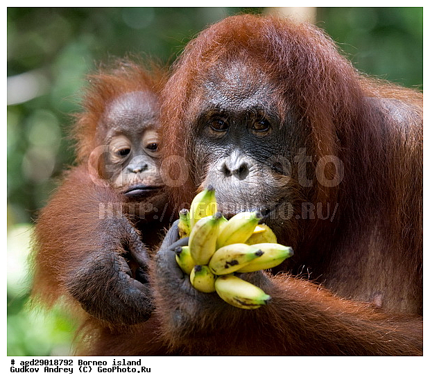 Pongo pygmaeus, ������, ���������, ������ Leakey, ����� Danau Buaya, ��������, ���������, ��������, ��������, �������������, �������������, �����, �����, ��������, Hominidae, ���������� ���������, �������������� ���������, Pongo pygmaeus,  Pithecus wallichii, Pithecus wallacei, ��������, ��������, XYZ