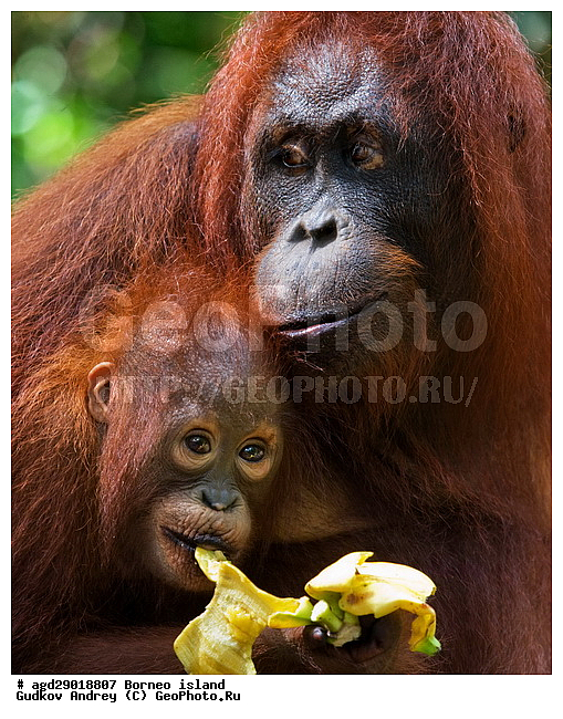 Pongo pygmaeus, ������, ���������, ������ Leakey, ����� Danau Buaya, ��������, ���������, ��������, ��������, �������������, �������������, �����, �����, ��������, Hominidae, ���������� ���������, �������������� ���������, Pongo pygmaeus,  Pithecus wallichii, Pithecus wallacei, ��������, ��������, XYZ
