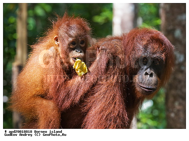 Pongo pygmaeus, ������, ���������, ������ Leakey, ����� Danau Buaya, ��������, ���������, ��������, ��������, �������������, �������������, �����, �����, ��������, Hominidae, ���������� ���������, �������������� ���������, Pongo pygmaeus,  Pithecus wallichii, Pithecus wallacei, ��������, ��������, XYZ