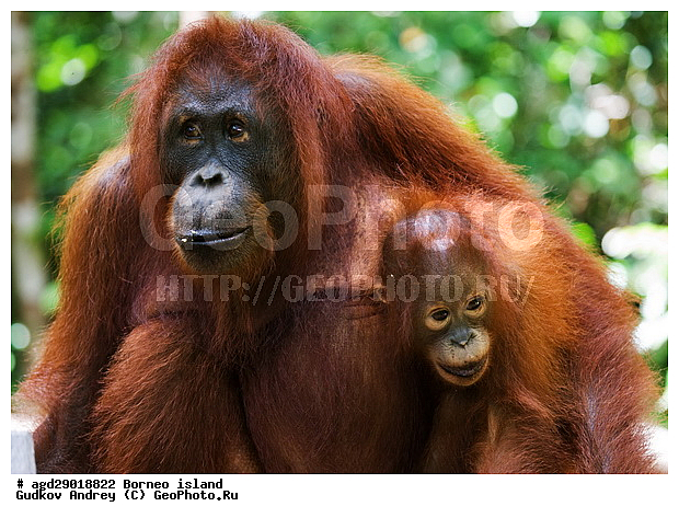 Pongo pygmaeus, ������, ���������, ������ Leakey, ����� Danau Buaya, ��������, ���������, ��������, ��������, �������������, �������������, �����, �����, ��������, Hominidae, ���������� ���������, �������������� ���������, Pongo pygmaeus,  Pithecus wallichii, Pithecus wallacei, ��������, ��������, XYZ