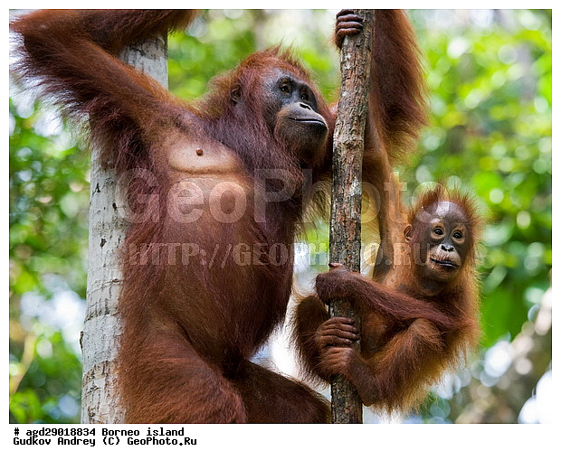 Pongo pygmaeus, ������, ���������, ������ Leakey, ����� Danau Buaya, ��������, ���������, ��������, ��������, �������������, �������������, �����, �����, ��������, Hominidae, ���������� ���������, �������������� ���������, Pongo pygmaeus,  Pithecus wallichii, Pithecus wallacei, ��������, ��������, XYZ