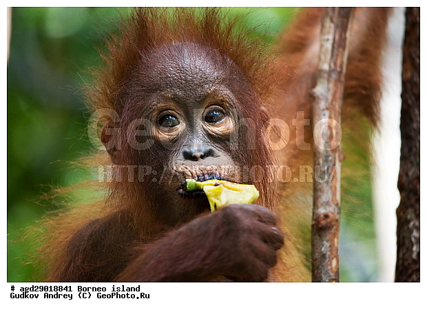 Pongo pygmaeus, ������, �������, ������� ���������, ���������, ������ Leakey, ����� Danau Buaya, ��������, ���������, ��������, ��������, �������������, �������������, �����, �����, ��������, Hominidae, ���������� ���������, �������������� ���������, Pongo pygmaeus,  Pithecus wallichii, Pithecus wallacei, �������, ��������, ��������, XYZ