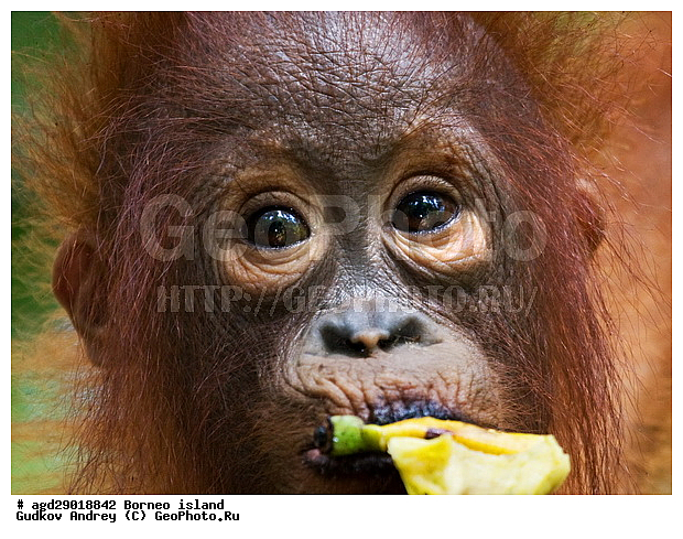 Pongo pygmaeus, ������, �������, ������� ���������, ���������, ������ Leakey, ����� Danau Buaya, ��������, ���������, ��������, ��������, �������������, �������������, �����, �����, ��������, Hominidae, ���������� ���������, �������������� ���������, Pongo pygmaeus,  Pithecus wallichii, Pithecus wallacei, �������, ��������, ��������, XYZ
