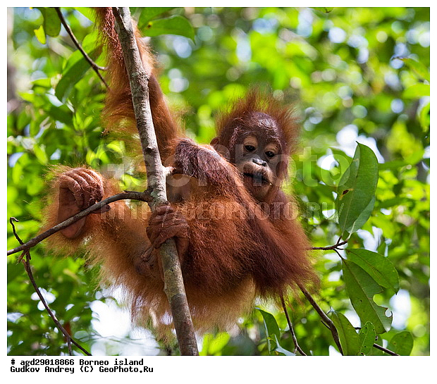Pongo pygmaeus, ������, �������, ������� ���������, ���������, ������ Leakey, ����� Danau Buaya, ��������, ���������, ��������, ��������, �������������, �������������, �����, �����, ��������, Hominidae, ���������� ���������, �������������� ���������, Pongo pygmaeus,  Pithecus wallichii, Pithecus wallacei, �������, ��������, ��������, XYZ