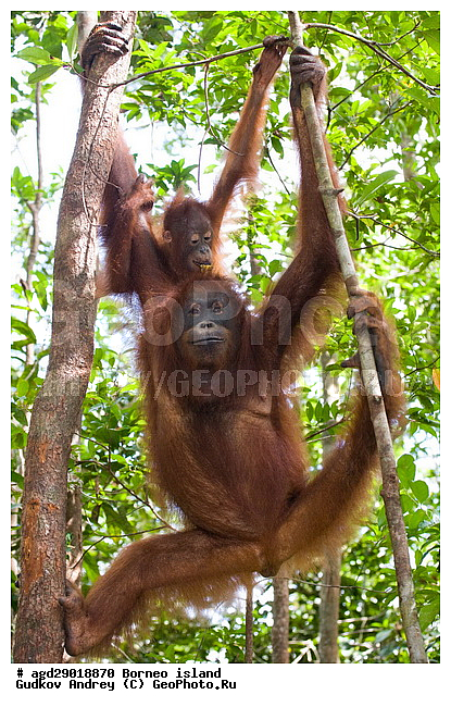 Pongo pygmaeus, ������, ���������, ������ Leakey, ����� Danau Buaya, ��������, ���������, ��������, ��������, �������������, �������������, �����, �����, ��������, Hominidae, ���������� ���������, �������������� ���������, Pongo pygmaeus,  Pithecus wallichii, Pithecus wallacei, ��������, ��������, XYZ
