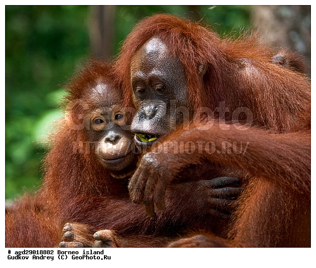 Pongo pygmaeus, ������, ���������, ������ Leakey, ����� Danau Buaya, ��������, ���������, ��������, ��������, �������������, �������������, �����, �����, ��������, Hominidae, ���������� ���������, �������������� ���������, Pongo pygmaeus,  Pithecus wallichii, Pithecus wallacei, ��������, ��������, XYZ